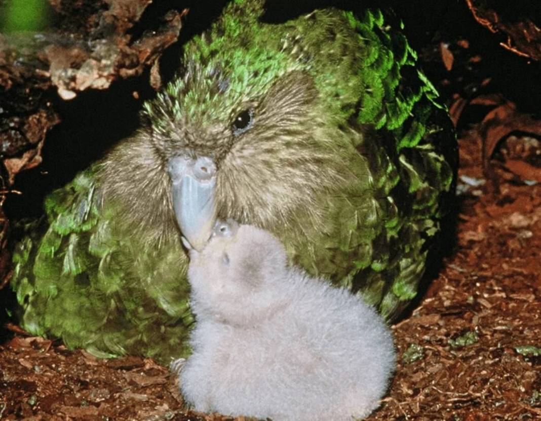 40 yıl sonra sevindiren haber geldi: Bu kez aynı hatayı yapmayalım! Dolu dizgin geri dönüyorlar... 1
